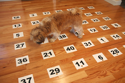 Pet Psychic Dog sniffs around