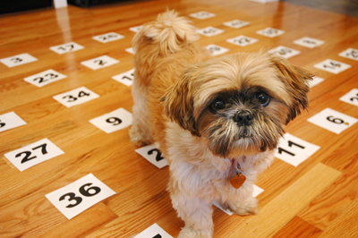 Pet Psychic Dog gets a reading