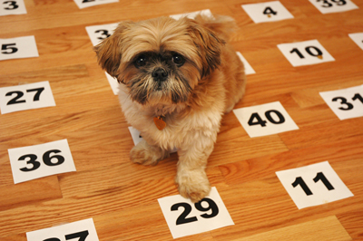 Pet Psychic Dog chooses a number