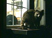 Raccoon jpg 2