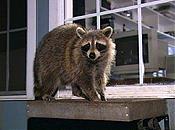 Raccoon jpg 3