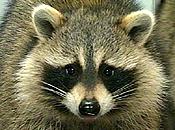 Raccoon jpg 4