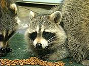 Raccoon jpg 3