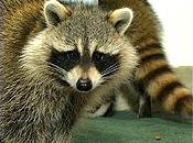 Raccoon jpg 4