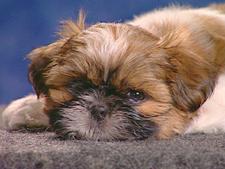 Shih-Tzu 1