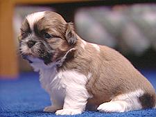 Shih-tzu 3