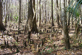 things on the ground at the suwannee River wildlife refuge