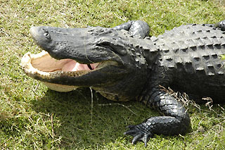 alligator