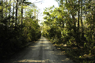 The road into the Fakahatchee Strand