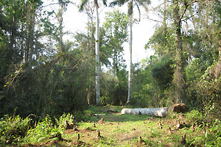 Fakahatchee Strand spot