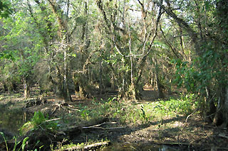 swampy area of the Fakahatchee Strand