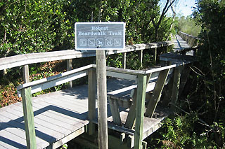 Shark Valley boardwalk trails