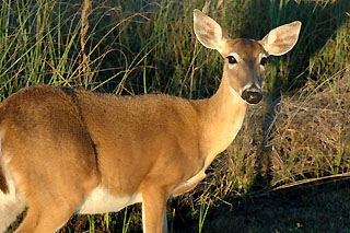 deer at the Shark Valley National State Park