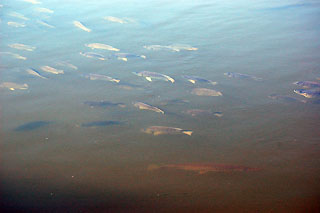 sharks at shark valley everglades national park