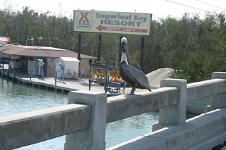 Pelican at sugarloaf KOA