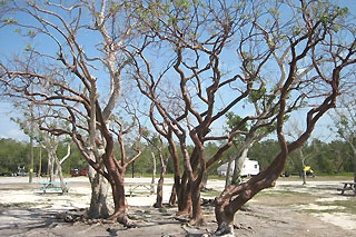 funk trees at Sugarloaf KOA