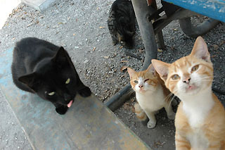 Jimbo's Virginia Key cats