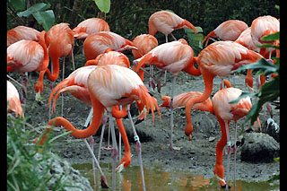 miami metrozoo