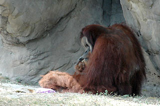 Miami Metrozoo orangutang