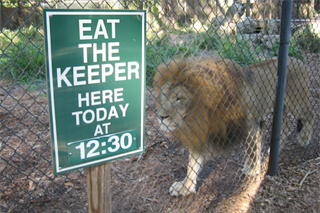 Caribbean Gardens lion