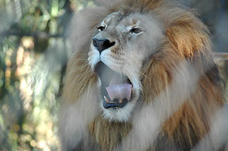 Caribbean Gardens lion yawn