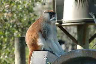 at third Caribbean Gardens monkey