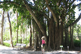Caribbean Gardens lion tree