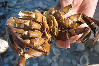 Sanibel Island dead crab
