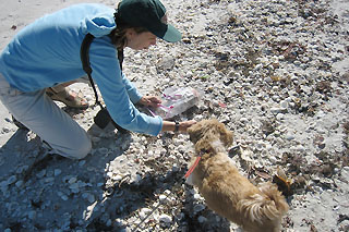 Sanibel Island pooch