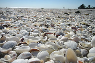 Sanibel Island shells