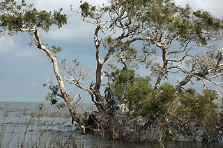 Lake Okeechobee