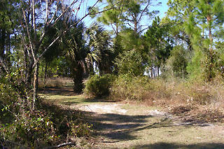 Path to the shore