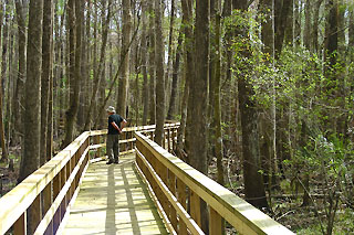 boardwalk at the suwannee River wildlife refuge